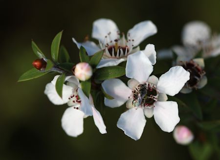 Manuka Flowers And Honey Bee