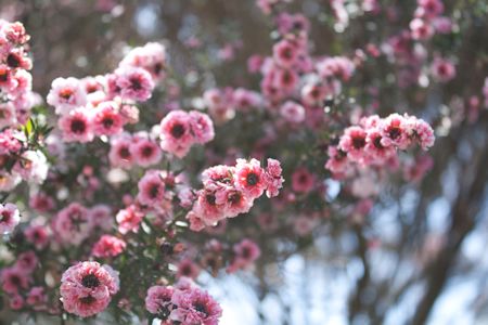 Manuka Pink Flowers