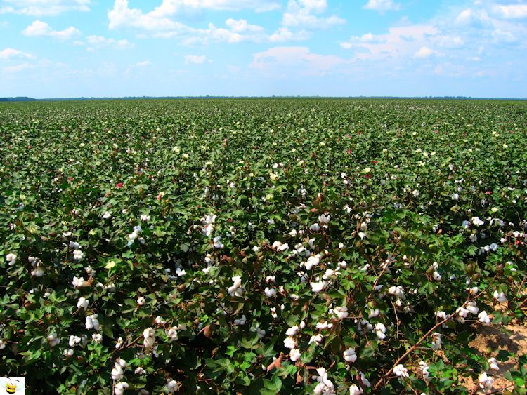 Cotton Flower Field
